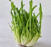 Catalonga Spargel Chicorée FARM